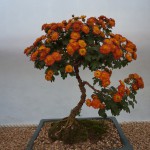 DSC08769